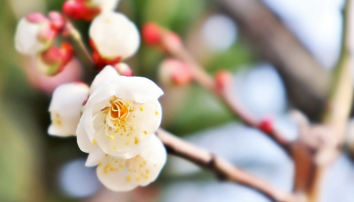 梅の花の写真