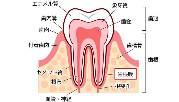 川崎市宮前平の歯医者 永沢デンタルクリニック ブログ
