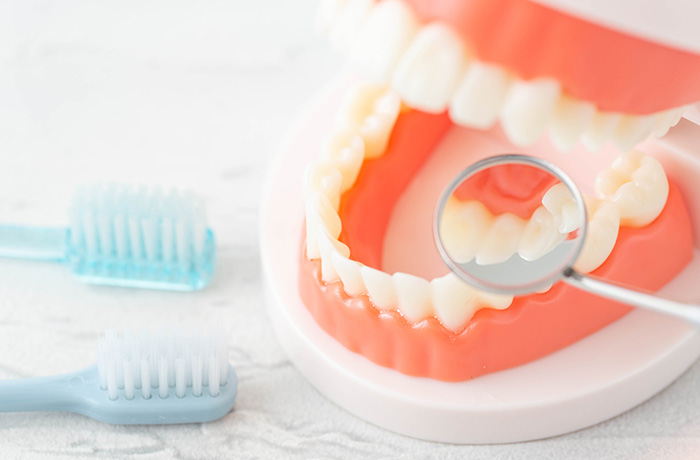 歯の模型と歯ブラシの写真