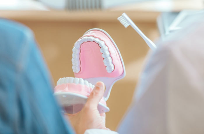 歯の模型と歯磨き指導の写真